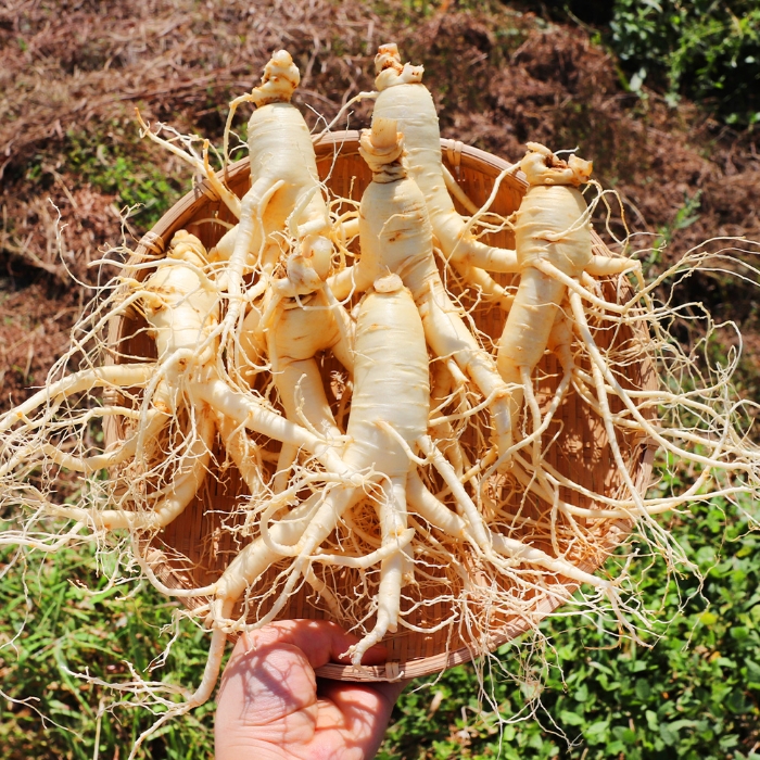 Nhân sâm Hàn Quốc Nhân sâm Hàn Quốc