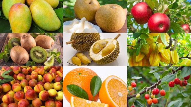 Một số loại trái cây đặc trưng từ Việt Nam 
